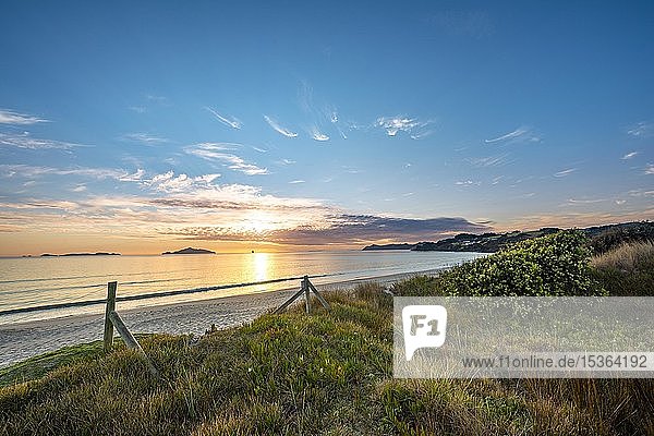 Overgrown dunes at Waipu Beach at sunrise  Waipu Cove  Northland  North Island  New Zealand  Oceania
