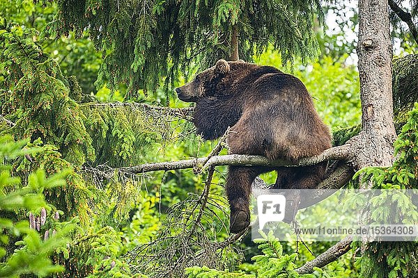 Europäischer Braunbär (Ursus arctos) sitzend in einem Baum  Nationalpark Bayerischer Wald  Bayern  Deutschland  Europa