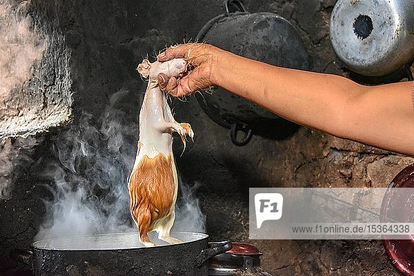 Einheimische Frau hält Cuy  ein riesiges Meerschweinchen  in einem Topf mit kochendem Wasser zur Enthaarung und bereitet sich auf die Zubereitung eines traditionellen Cuy-Gerichts vor  Cusco  Peru  Südamerika