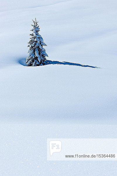 Einzelne kleine Tanne mit Schnee bedeckt in unberührtem Schnee  Allgäu  Bayern  Deutschland  Europa