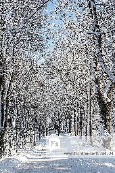 Fußgänger  Spaziergang  Weg in einem Park durch verschneite Bäume  Harlaching  München  Bayern  Deutschland  Europa