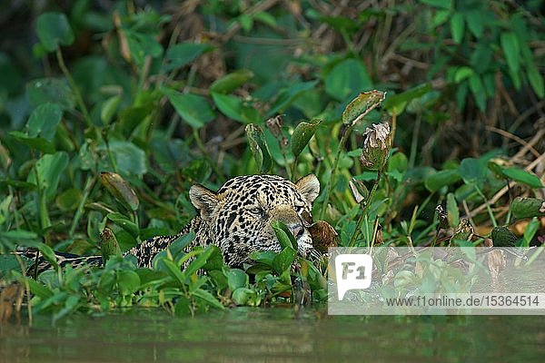 Jaguar (Panthera onca)  getarnt durch Blätter im Wasser  Blick nach draußen  Pantanal  Mato Grosso  Brasilien  Südamerika