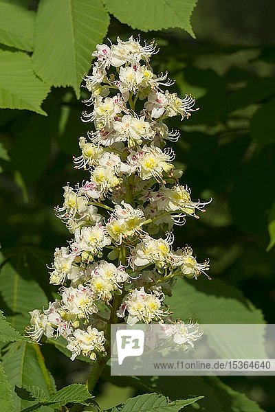 Blühende Rosskastanie (Aesculus hippocastanum)  Nordrhein-Westfalen  Deutschland  Europa