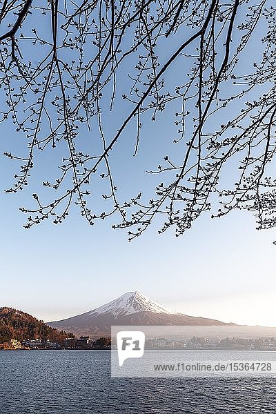 Evening atmosphere  cherry buds  view over Lake Kawaguchi to volcano Mt. Fuji  Yamanashi Prefecture  Japan  Asia