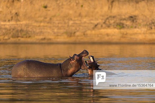 Flusspferde (Hippopotamus amphibius) im Wasser  spielend  spielendes Muttertier mit Jungen  Luangwa River  South Luangwa National Park  Sambia  Afrika