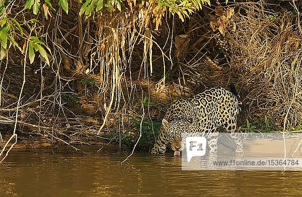 Jaguar (Panthera onca) on the riverbank drinking  Pantanal  Mato Grosso  Brazil  South America