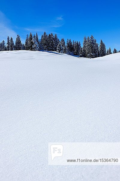 Schneebedeckte  unberührte Winterlandschaft mit schneebedeckten Tannen  strahlender Sonnenschein mit blauem Himmel  Oberjochpass  Oberjoch  Allgäu  Bayern  Deutschland  Europa