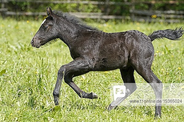 Domestic horse  black foal running on the pasture  Germany  Europe