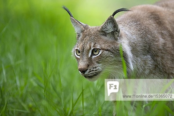 Eurasischer Luchs (Lynx lynx) auf der Pirsch  Saarland  Deutschland  Europa