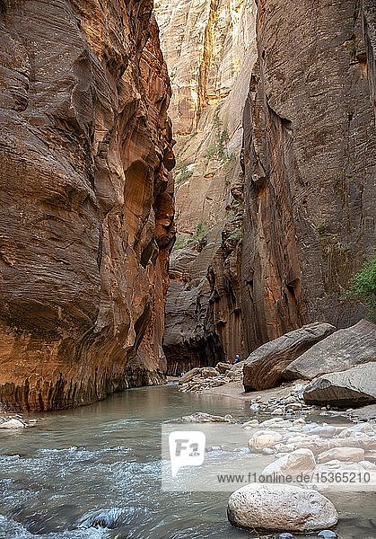 The Narrows  Virgin River  steep walls  Zion Canyon  Zion National Park  Utah  USA  North America
