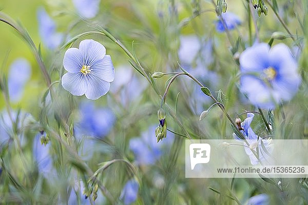 Flachs (Linum)  blaue Blüten  Hessen  Deutschland  Europa