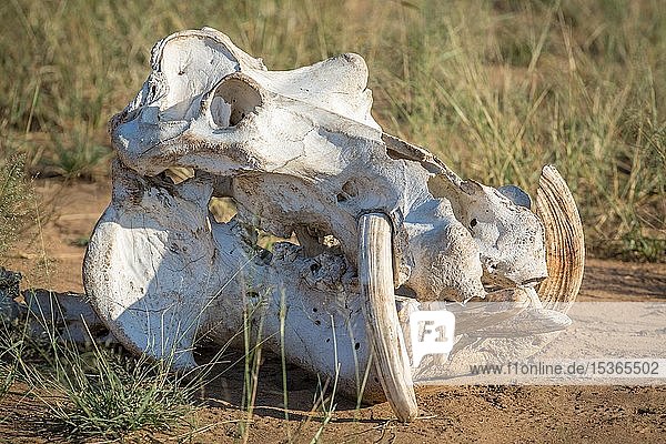 Schädel eines Flusspferdes (Hippopotamus amphibius)  Manyeleti Game Reserve  Südafrika  Afrika