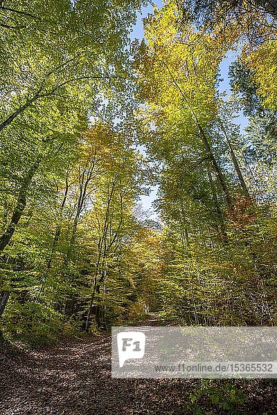 Autumnally discoloured deciduous forest  Isartal landscape conservation area  near Baierbrunn  Upper Bavaria  Bavaria  Germany  Europe