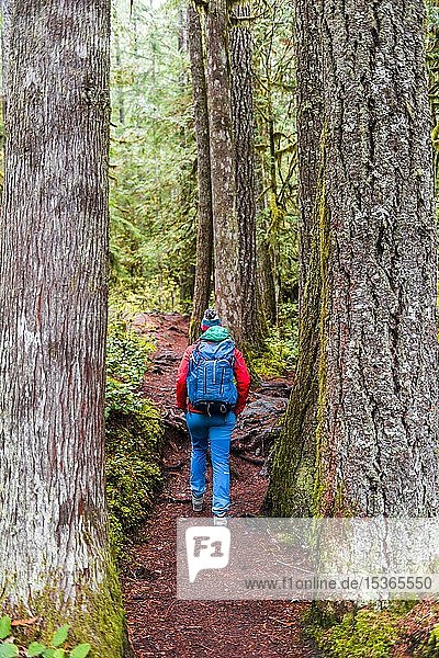 Wanderer auf einem Wanderweg im Regenwald zwischen dicken Baumstämmen  Mount Baker-Snoqualmie National Forest  Washington  USA  Nordamerika