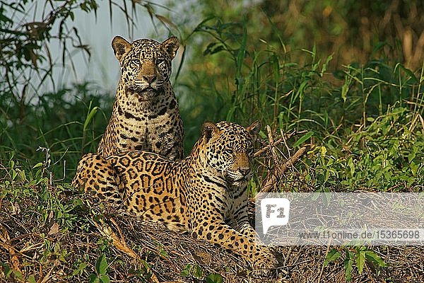 Zwei Jaguare (Panthera onca)  männlich  am Flussufer liegend  Pantanal  Mato Grosso  Brasilien  Südamerika