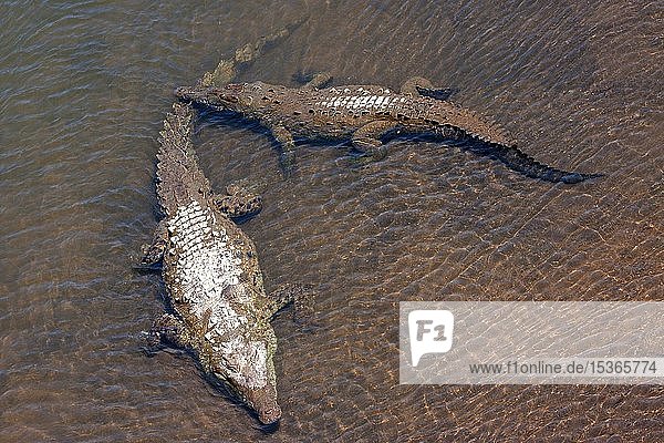 American crocodiles (Crocodylus acutus) rest in the water  Rio Tarcoles  Carara National Park  Puntarenas Province  Costa Rica  Central America
