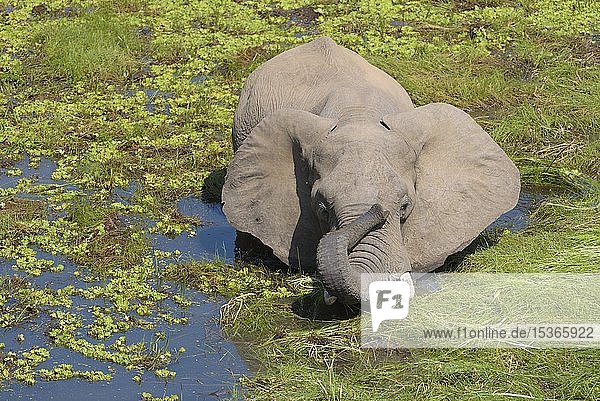 Afrikanischer Elefant (Loxodonta africana) steht im Sumpf und hebt seinen Rüssel  South Luangwa National Park  Sambia  Afrika