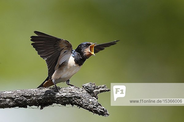 Barn swallow (Hirundo rustica)  fledgling young on a branch begging for food  Nature Park Peental  Mecklenburg-Western Pomerania  Germany  Europe