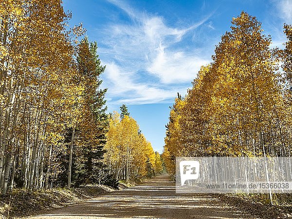 Road through autumnal aspen forest  Utah  southwest  USA  North America