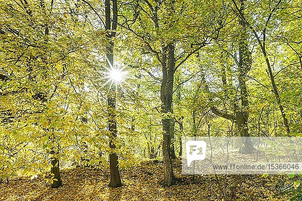Laubwald  herbstlich verfärbt im Gegenlicht mit Sonnenreflex  Thüringen  Deutschland  Europa