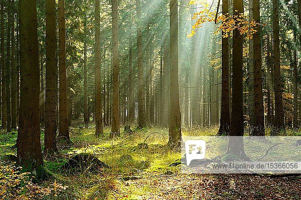 Lichtdurchfluteter Fichtenwald im Herbst  die Sonne scheint durch den morgendlichen Dunst  Harz  Sachsen-Anhalt  Deutschland  Europa