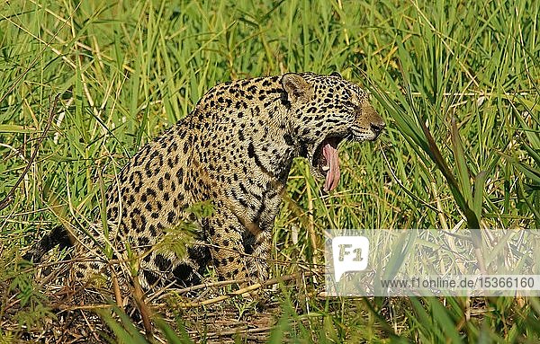 Jaguar (Panthera onca) gähnt am Flussufer  Pantanal  Mato Grosso  Brasilien  Südamerika