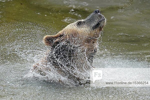 Braunbär (Ursus arctos) badet in einem Teich  Frankreich  Europa