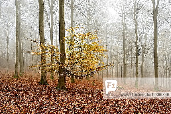 Buchenwald (Fagus) mit letzten gelben Blättern im Herbst  kahle Bäume und Nebel  Nationalpark Kellerwald-Edersee  Hessen  Deutschland  Europa