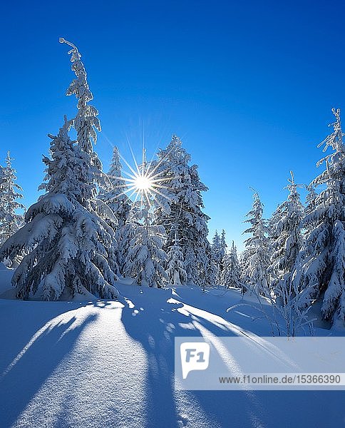 Verschneite Winterlandschaft am Fichtelberg  schneebedeckte Fichten bei strahlendem Sonnenschein  bei Oberwiesenthal  Erzgebirge  Sachsen  Deutschland  Europa