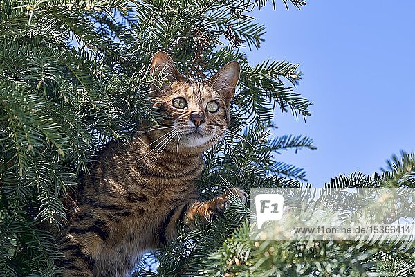 Rassekatze Toyger (Felis silvestris catus)  weiblich  8 Monate  braun getigert  sitzt aufmerksam in Eibe  Jagd  Österreich  Europa