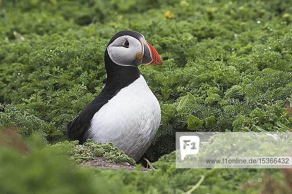 Papageientaucher (Fratercula arctica)  in seiner Höhle  Insel Skomer  Pembrokeshire Coast National Park  Wales  Vereinigtes Königreich  Europa