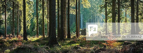 Panorama  stimmungsvoller sonniger naturnaher Fichtenwald im Frühling  altes Herbstlaub  Nationalpark Harz  Niedersachsen  Deutschland  Europa
