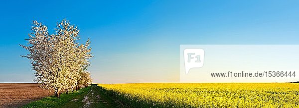 Panorama  Feldweg durch Felder im Frühling  Kirschbäume (Prunus) am Feldrand in voller Blüte  blauer Himmel  bei Naumburg  Burgenlandkreis  Sachsen-Anhalt  Deutschland  Europa