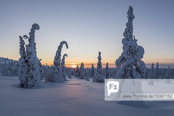 Schneebedeckte Fichten  Winterlandschaft bei Sonnenuntergang  Riisitunturi-Nationalpark  Posio  Lappland  Finnland  Europa