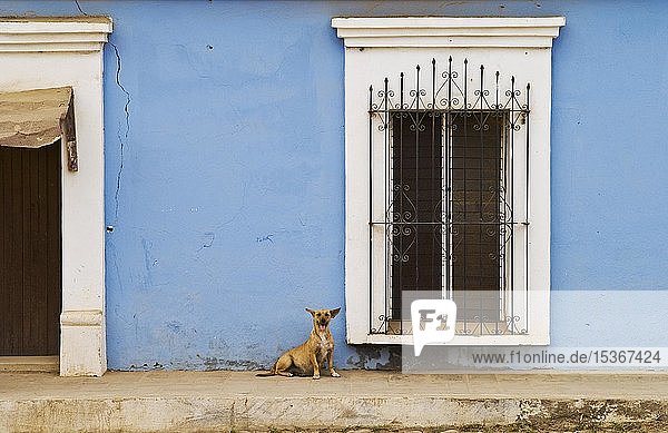 Hund Fenster und blaue Mauer in der Stadt Cosalá; Sinaloa Mexiko Mittelamerika