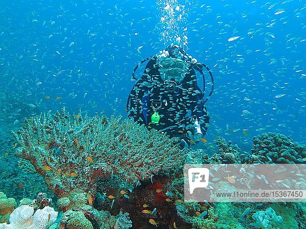 Diver with Glassfishes (Parapriacanthus)  Coral Reef  Small Gobal  Red Sea  Egypt  Africa
