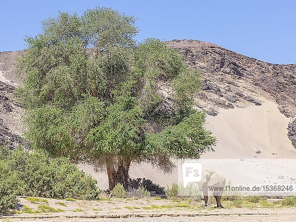 Wüstenelefant (Loxodonta africana)  im trockenen Hoanib-Flusstal  Kaokoveld  Namibia  Afrika