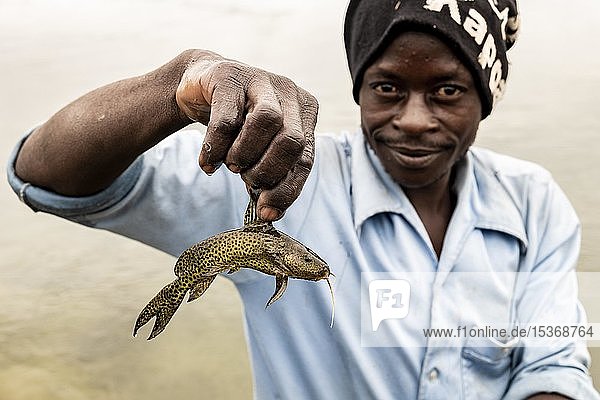 Afrika zeigt kleine gefangene Welse (Siluridae)  Cuanavale Fluss  Cuando Cubango Provinz  Angola  Afrika