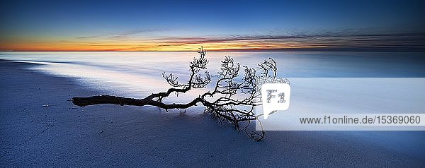 Panorama  Ast am Sandstrand bei Sonnenuntergang  Ostsee  Halbinsel Fischland-Darß-Zingst  Nationalpark Vorpommersches Haffgebiet  Mecklenburg-Vorpommern  Deutschland  Europa
