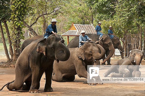 Mahout on working elephants  performing in show at the National Thai Elephant Conservation Center  Lampang  Chiang Mai Province  Thailand  Asia