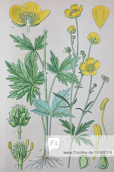 Hahnenfuß (Ranunculus acris)  historische Illustration von 1885  Deutschland  Europa