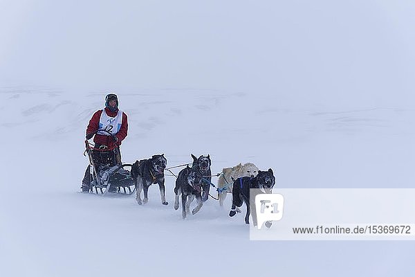 Hundeteam beim Trappers Trail  dem nördlichsten Hundeschlittenrennen der Welt  Longyearbyen  Spitzbergen  Norwegen  Europa