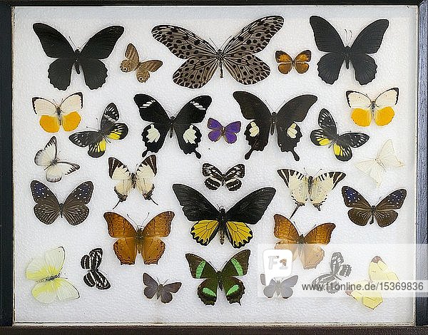 Verschiedene tropische Schmetterlinge in einer Vitrine  Kinabalu National Park  Sabah  Borneo  Malaysia  Asien