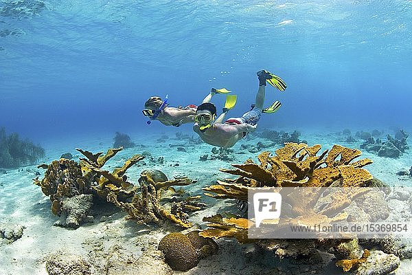 Schnorchler im Korallenriff mit Elchgeweihkorallen (Acropora palmata) Curacao Südamerika