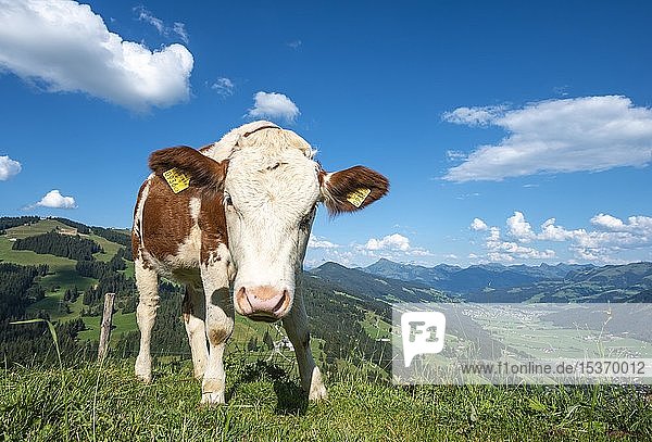Ein junges Kalb (Bos primigenius taurus) auf einer Almwiese Fleckvieh Hochbrixen Brixen im Thale Tirol Österreich Europa