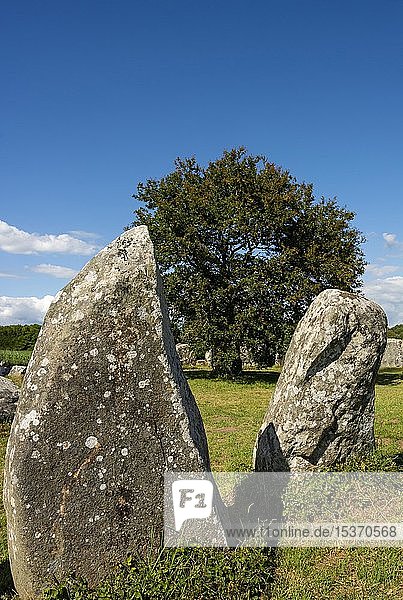 Erdeven  Stehende Steine  Menhire von Kerzerho  Departement Morbihan  Bretagne  Frankreich  Europa