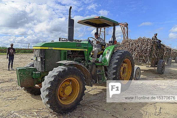 Tractor transports Sugar cane (Saccharum officinarum)  near San Rafael de Yuma  Dominican Republic  Central America