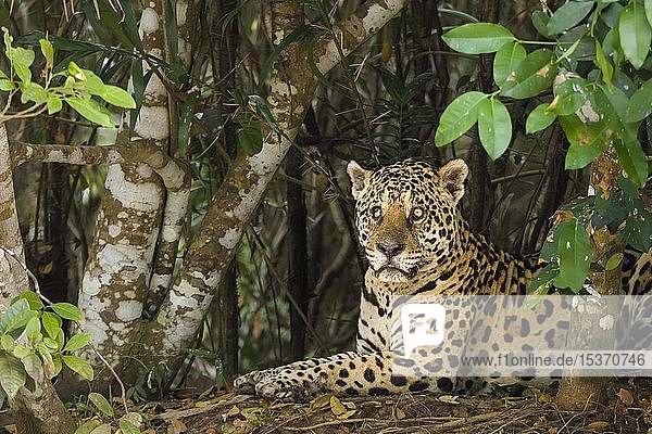 Jaguar (Panthera onca)  auf einem Auge blind  liegt in dichter Vegetation  Pantanal  Mato Grosso  Brasilien  Südamerika