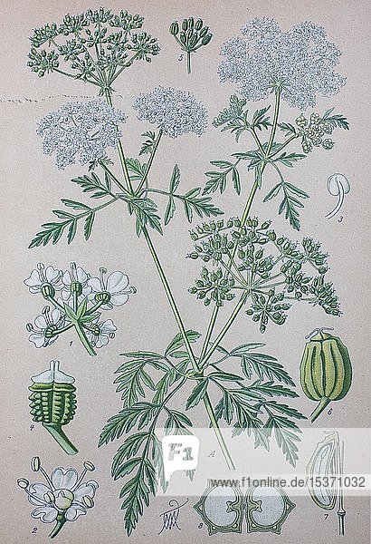 Schierling (Conium maculatum)  historische Illustration von 1885  Deutschland  Europa
