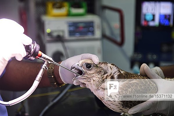 Medizinische Behandlung  Endoskopie eines narkotisierten Falken  Falcon Hospital  Souq Waqif  Doha  Katar  Asien
